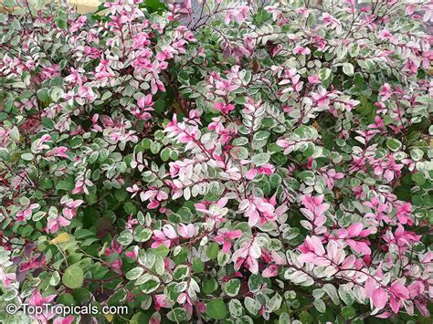 Snow on the mountain, snow on the mountain top. Breynia disticha, Breynia nivosa, Snow Bush, Hawaiian-Leaf ...