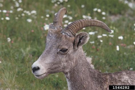 Bighorn Sheep Ovis Canadensis Artiodactyla Bovidae 1566282