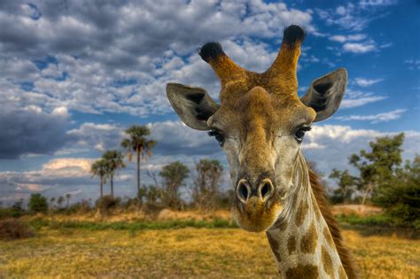 Giraffes Eye View Phil Hyde Flickr