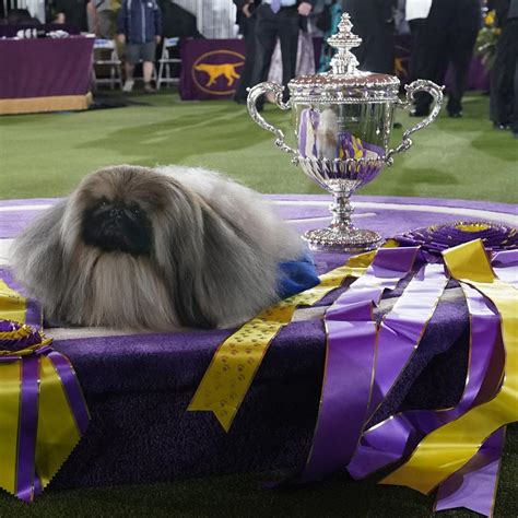 Westminster Dog Show 2021 Results Best Of Breed Winners And Final