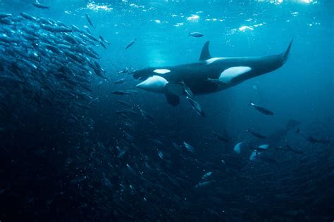 Killer Whale Hunt Underwater Photo George Karbus Photography