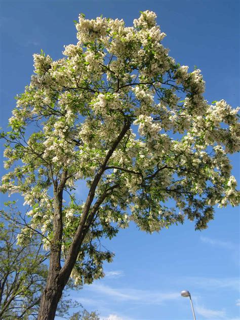 Black Locust Spencer Creek Nursery