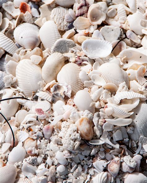 Sanibel Island Shells Dotting The Map