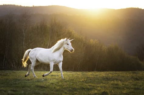 Unicorn Spirit Animal Symbolism And Meaning A Z Animals