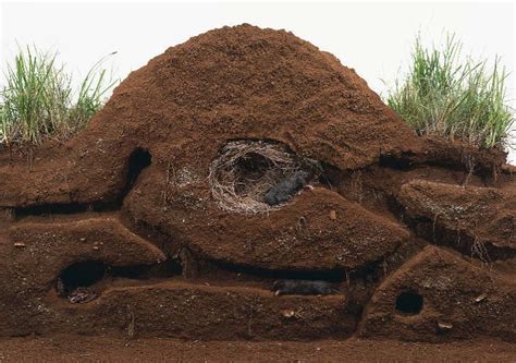 Animal Burrows Mole Removal Yard Moles In Yard Rabbit Burrow Mole