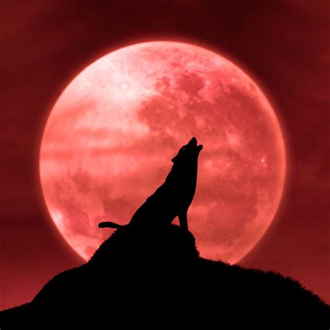 Wolf Moon Set To Light Up The Night Sky