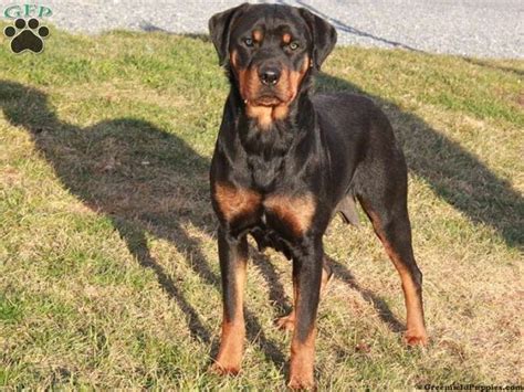 Check spelling or type a new query. rottweiler great dane mix puppies for sale | Zoe Fans Blog ...
