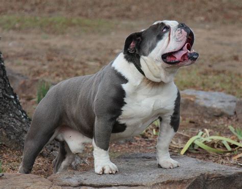 The Bulldog King * Baggy Bulldogs