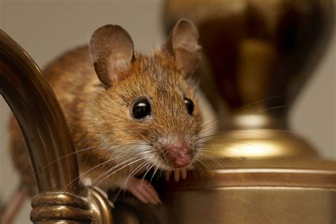 How House Mice Made Themselves A Part Of Human Life