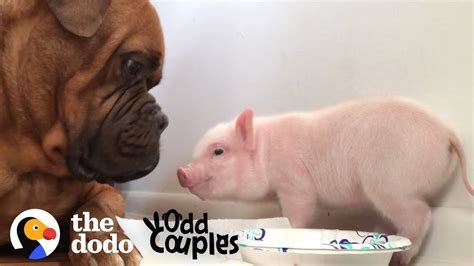 Watch This 135 Pound Dog Fall In Love With A Tiny Piglet The Dodo Odd
