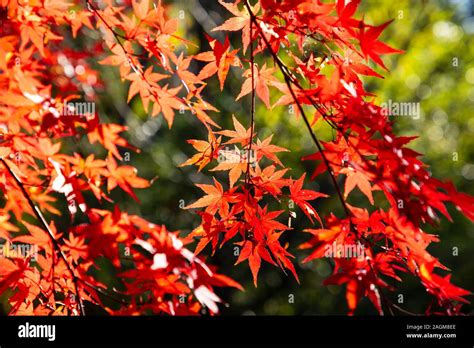 Japanese Maples Hi Res Stock Photography And Images Alamy