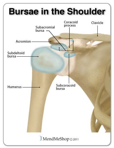 Anatomy Of The Shoulder And Rotator Cuff Shoulder Impingement