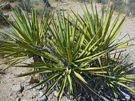 Desert Plants Names And Pictures Updated 2018 Forgardening Plants