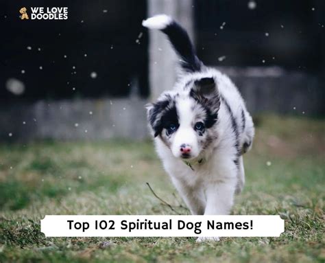 Top 102 Spiritual Dog Names That Are Good 2023 We Love Doodles