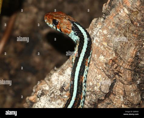 San Francisco Garter Snake Thamnophis Sirtalis Tetrataenia Stock Photo