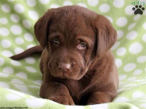 Is it dinner time yet? number 9 puppy is off goofing around and here begins another fun adventure at rushwind! Chocolate Labrador Retriever Puppy For Sale | PETSIDI