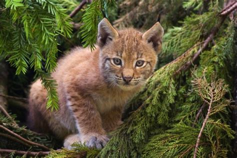 Tiredearth Borth Wild Animal Kingdom Warned Twice Of Lynx Escape Risk