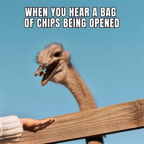 Free Funny Ostrich Meme Template To Customize