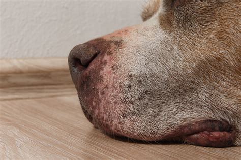 Sarna En Perros Causas Síntomas Tratamiento And Prevención