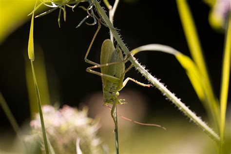 Sauterelle Insectes Des Animaux · Photo Gratuite Sur Pixabay