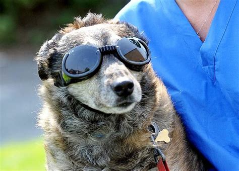 Sunglasses For Dogs With Pannus