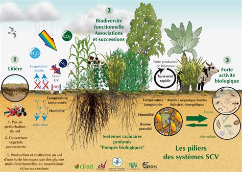 Agroécologie Et Permaculture à Nice Nice Ecofarm