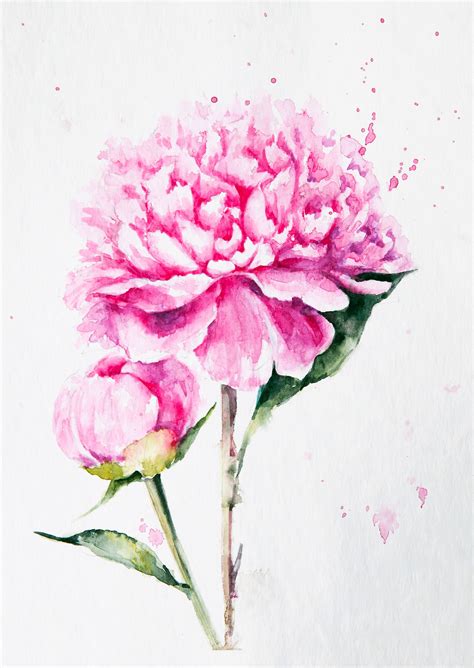 Watercolor Peonies Peony Drawing Peony Painting Floral Prints Art