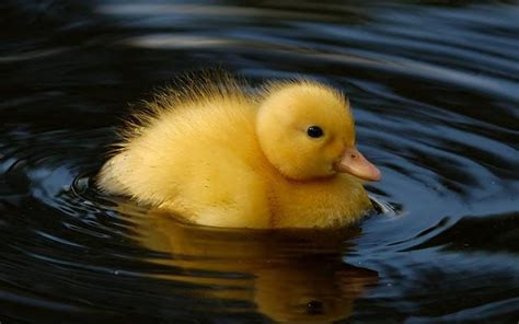 Baby Ducks Wallpapers Hd Wallpaper Collections