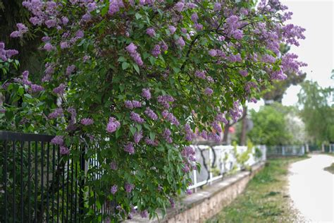 Lilac Charles Joly Trees For Sale Trees Direct
