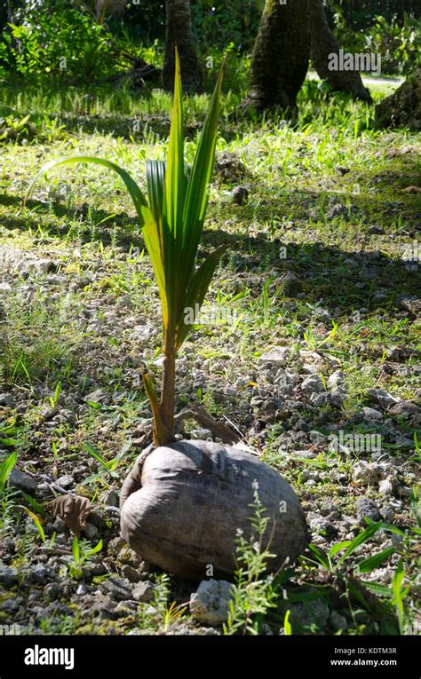 Coconut Palm Seedling Hi Res Stock Photography And Images Alamy