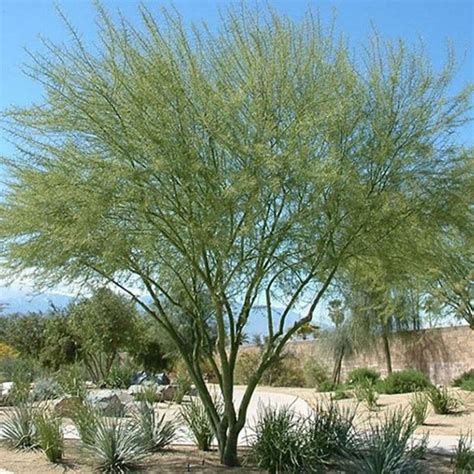 Desert Museum Palo Verde Tree