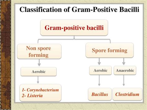 Ppt Identification Of Gram Positive Bacilli Powerpoint Presentation Id 2130365