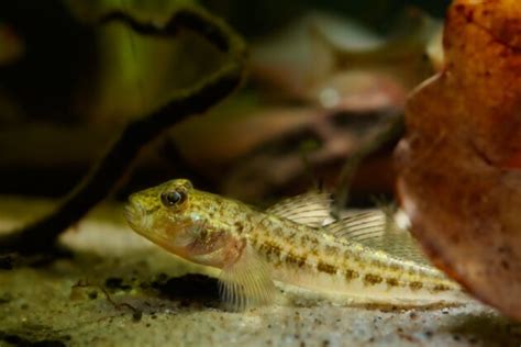 4 Fun Facts You Didnt Know About Gobies Asian Geographic Magazines