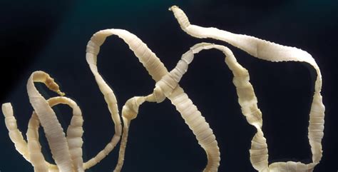 The Tapeworm One Of The Most Feared Parasites Critter Science