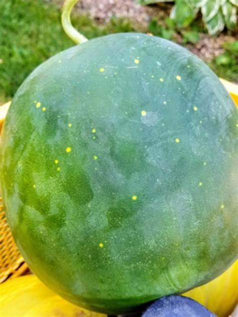 Watermelon Moon And Stars Seeds Certified Organic Garden Hoard