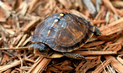 Enjuiciar Deformaci N Plasticidad Las Tortugas Son Oviparos O Viviparos