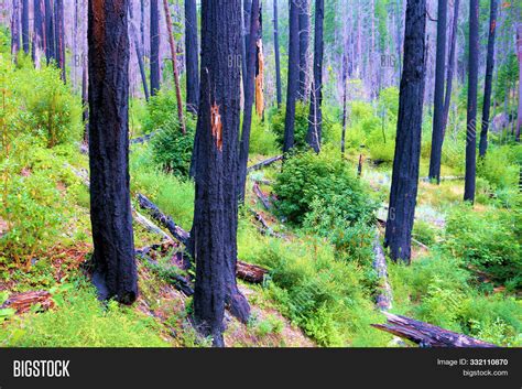 Charcoaled Landscape Image And Photo Free Trial Bigstock