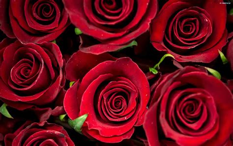 Czerwone Kwiaty Róże