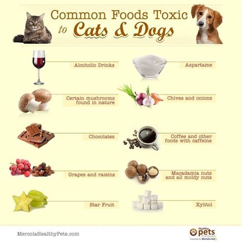 Feeding table scraps or other human foods to dogs indiscriminately is dangerous. Pin on Helpful Animal & Pet Information