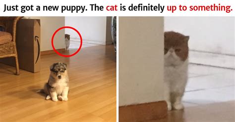 15 Hilarious Pictures Proving That Cats Are The Biggest