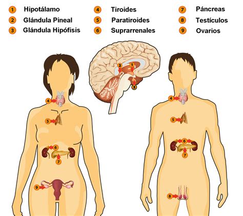 Definición de Sistema Endocrino importancia hormonas y órganos