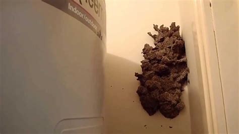In house termite nest on wall. Termite: Termite Nest In House