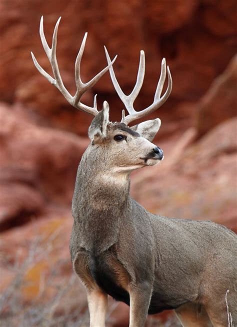 A Majestic Mule Deer Buck Mule Deer Are Found In Desert Areas Of The