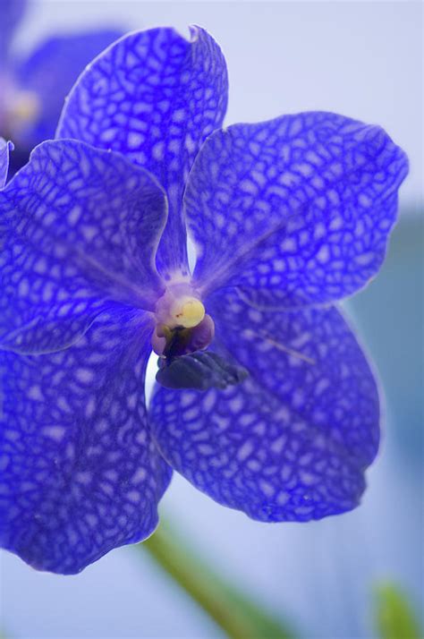 Blue Vanda Orchid Flower Close Up By Maria Mosolova