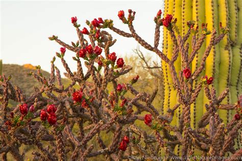 Blooming Cactus Tucson Arizona Photos By Ron Niebrugge