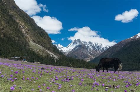 Yumthang Famous As The Valley Of Flowers
