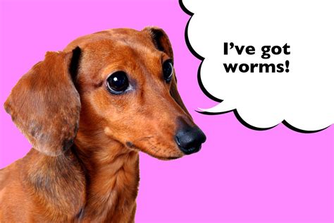 How Do I Know If My Dachshund Has Worms I Love Dachshunds