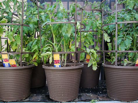 Tips For Growing Tomatoes In Containers Growing Tomato Plants Tips
