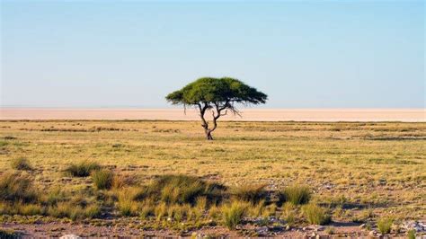 Namibia Nature Landscape Savannah Trees National Park Africa