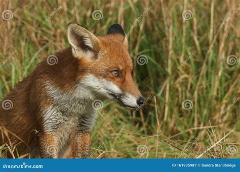 A Magnificent Red Fox Vulpes Vulpes Sitting In The Long Grass Stock